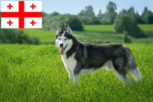 Lees meer over het artikel Husky fokkers en puppies in Georgia