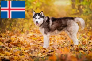 Lees meer over het artikel Husky fokkers en puppies in IJsland