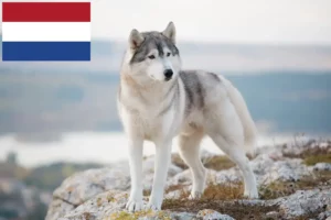 Lees meer over het artikel Husky fokkers en puppies in Nederland
