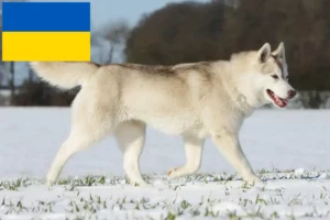 Lees meer over het artikel Husky fokkers en puppies in Oekraïne