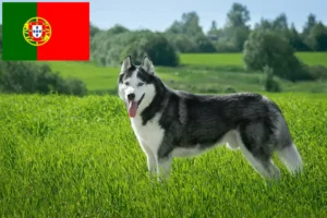 Lees meer over het artikel Husky fokkers en puppies in Portugal