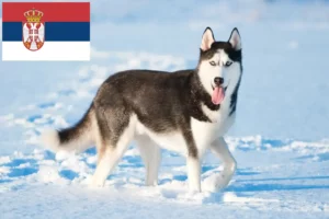 Lees meer over het artikel Husky fokkers en puppies in Servië