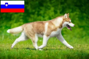 Lees meer over het artikel Husky fokkers en puppies in Slovenië