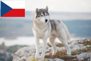 Lees meer over het artikel Husky fokkers en puppies in Tsjechië