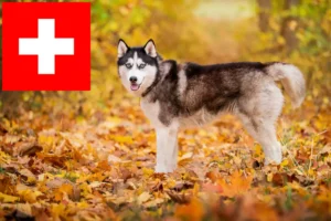 Lees meer over het artikel Husky fokkers en puppies in Zwitserland