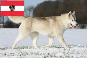 Lees meer over het artikel Husky fokkers en puppies in Oostenrijk