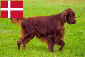 Lees meer over het artikel Ierse Rode Setter fokkers en pups in Denemarken
