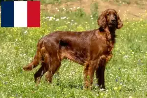 Lees meer over het artikel Ierse Rode Setter fokkers en pups in Frankrijk