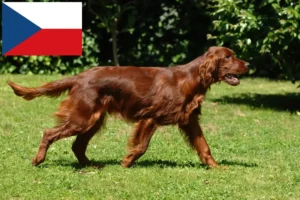 Lees meer over het artikel Ierse Rode Setter fokkers en puppy’s in Tsjechië