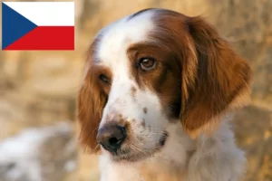 Lees meer over het artikel Ierse Rode en Witte Setter fokkers en puppy’s in Tsjechië