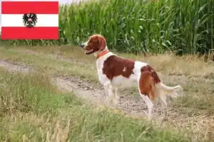 Lees meer over het artikel Ierse rood-witte Setter fokkers en pups in Oostenrijk