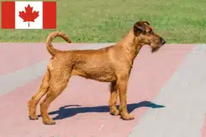 Lees meer over het artikel Ierse Terrier fokkers en puppy’s in Canada