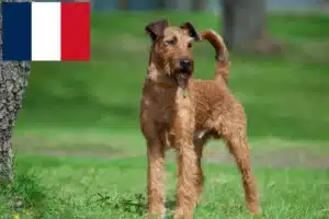 Lees meer over het artikel Ierse Terrier fokkers en puppies in Frankrijk