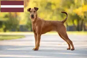 Lees meer over het artikel Ierse Terriër fokkers en pups in Letland