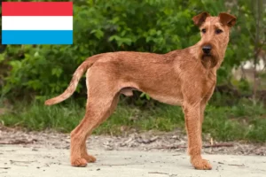 Lees meer over het artikel Ierse Terrier fokkers en puppies in Luxemburg