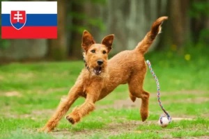 Lees meer over het artikel Ierse Terriër fokkers en pups in Slowakije