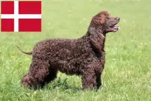Lees meer over het artikel Ierse Water Spaniel fokkers en pups in Denemarken