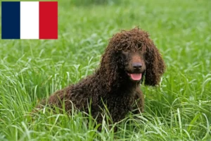 Lees meer over het artikel Ierse Water Spaniel fokkers en pups in Frankrijk