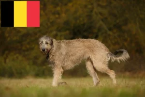 Lees meer over het artikel Ierse Wolfshond fokkers en puppies in België