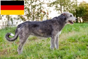 Lees meer over het artikel Ierse Wolfshond fokkers en pups in Duitsland