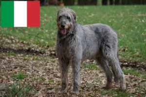 Lees meer over het artikel Ierse Wolfshond fokkers en pups in Italië