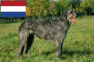 Lees meer over het artikel Ierse Wolfshond fokkers en pups in Nederland