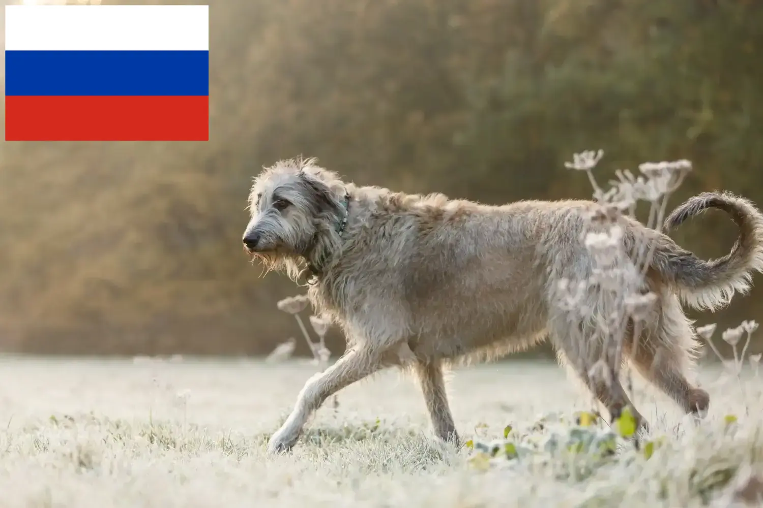 Lees meer over het artikel Ierse Wolfshond fokkers en puppies in Rusland