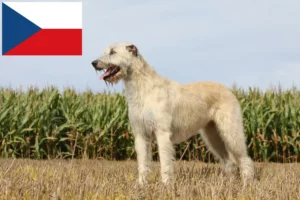 Lees meer over het artikel Ierse Wolfshond fokkers en pups in Tsjechië
