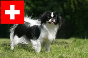 Lees meer over het artikel Japan Chin fokkers en pups in Zwitserland