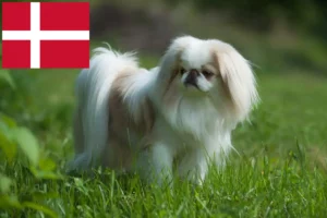 Lees meer over het artikel Japan Chin fokkers en pups in Denemarken