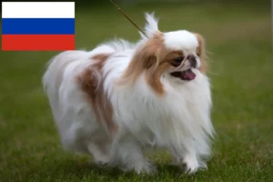 Lees meer over het artikel Japan Chin fokkers en puppy’s in Rusland