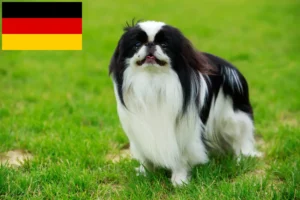 Lees meer over het artikel Japan Chin fokkers en puppy’s in Duitsland