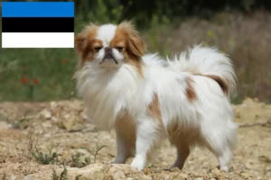Lees meer over het artikel Japan Chin fokkers en pups in Estland