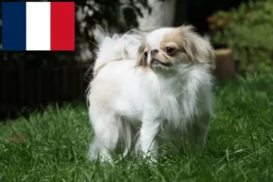 Lees meer over het artikel Japan Chin fokkers en puppy’s in Frankrijk