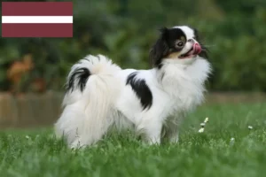 Lees meer over het artikel Japan Chin fokkers en pups in Letland