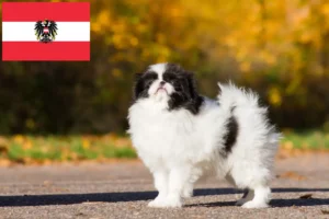 Lees meer over het artikel Japan Chin fokkers en pups in Oostenrijk