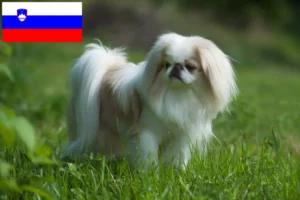 Lees meer over het artikel Japan Chin fokkers en pups in Slovenië