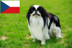 Lees meer over het artikel Japan Chin fokkers en puppy’s in Tsjechië