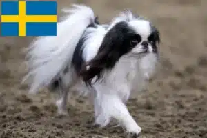 Lees meer over het artikel Japan Chin fokkers en puppy’s in Zweden