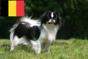 Lees meer over het artikel Japan Chin fokkers en pups in België