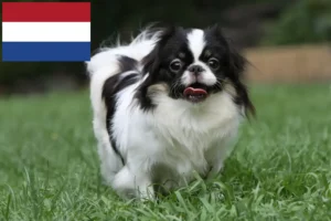 Lees meer over het artikel Japan Chin fokkers en pups in Nederland