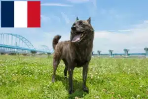 Lees meer over het artikel Kai fokker en puppies in Frankrijk