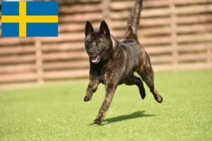 Lees meer over het artikel Kai fokker en puppies in Zweden