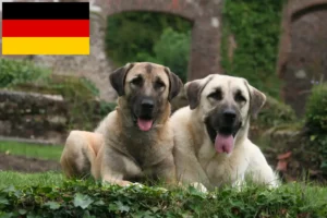 Lees meer over het artikel Kangal fokkers en puppies in Duitsland