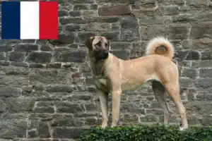 Lees meer over het artikel Kangal fokkers en puppies in Frankrijk