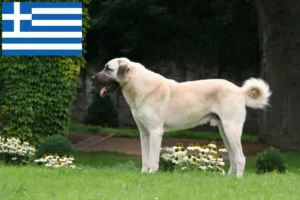 Lees meer over het artikel Kangal fokkers en pups in Griekenland