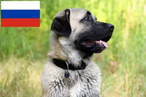 Lees meer over het artikel Kangal fokkers en puppies in Rusland