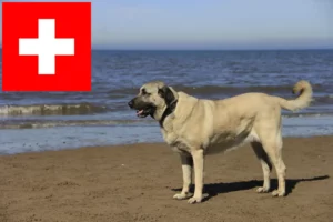 Lees meer over het artikel Kangal fokkers en pups in Zwitserland