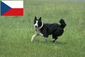 Lees meer over het artikel Karelische Berenhond fokkers en pups in Tsjechië