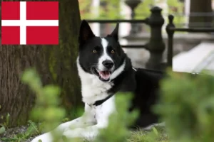 Lees meer over het artikel Karelische Berenhond fokkers en pups in Denemarken